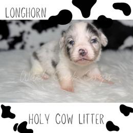 Longhorn - Blue merle and white male American Corgi puppy in Greenwood, Indiana from Witch Creek Corgis