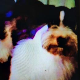 Ruby - Miniature Schnauzer