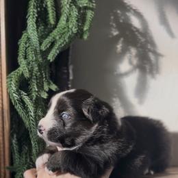 Bobby Flay - Black tri male Miniature Australian Shepherd puppy in Queen Creek, Arizona from Arizona Aussies