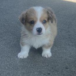 Chubbs - Sable merle and white male American Corgi puppy in Brownstown, Indiana from Brave Country Kennels