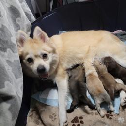 Pomsky Puppies from White Horse Pomsky's