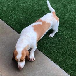 Basset Hounds from Lizzianna Basset Hounds