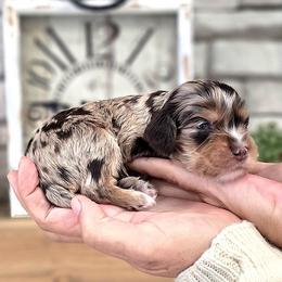 Cavapoo puppies from Farquharson's Poodles&Doodles