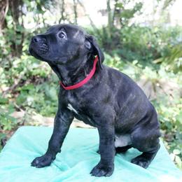 Cane Corso Puppies from Harlow Cane Corso