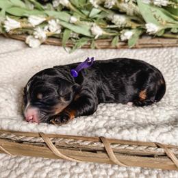 Violet - Tri-color female Bernedoodle puppy in Ammon, Idaho from Little Stone Bernedoodles