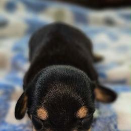 Elvis - Black and tan male Dachshund puppy in Bergen, New York from T. Rex Doxies & Friends