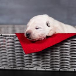Red - White male Berger Blanc Suisse puppy in Chestnut, Illinois from Fireside Fernweh