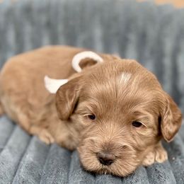Nyx - Apricot female Australian Labradoodle puppy in Phoenix, Arizona from Luxe Labradoodles