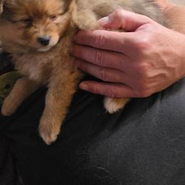 Hershey - Chocolate male Pomeranian puppy in Benbrook, Texas from J & B Pomeranians/Pomsky's L.L.C
