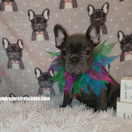 French Bulldogs from Blue Dreams Frenchies