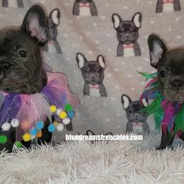 French Bulldogs from Blue Dreams Frenchies