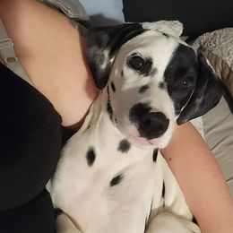 Lucky - Dalmatian