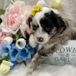Yellow collar toy - Blue merle female Aussiedoodle puppy in 32046, Florida from River Hill Ranch
