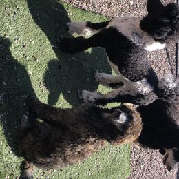 Havanese and Poodles from Lone Tree Havanese