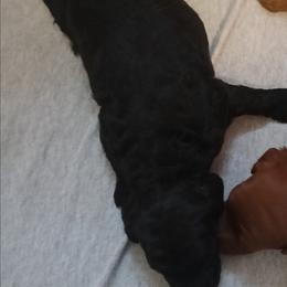 Boy three - Black male Cavapoo puppy in East Providence, Rhode Island from Marta's Cavaliers