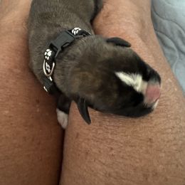 Ziggy - Brindle male Boxer puppy in Bethel Park, Pennsylvania from Goodfella Boxers