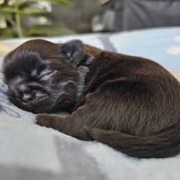 Pixel - Black gold and white male Shih Tzu puppy in Corona, California from Ju Shih Tzu