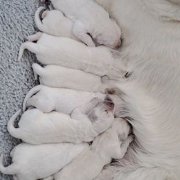 Goldendoodle and Golden Retriever Puppies from Creamy Retrievers
