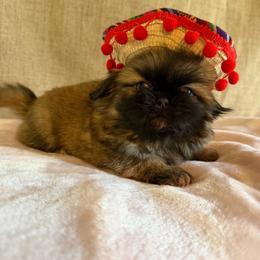 Charlie - Fawn sable male Pekingese puppy in Apex, North Carolina from Happy puppies
