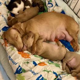 Dachshund Puppies from Alpine Meadow Dachshunds