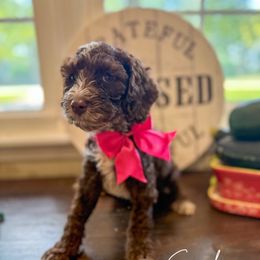 Sunshine - Chocolate female Australian Labradoodle puppy in Anderson, Indiana from Walls Family Doodles