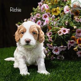 Richie - Apricot male Australian Labradoodle puppy in Cashmere, Washington from Mountain Home Doodles