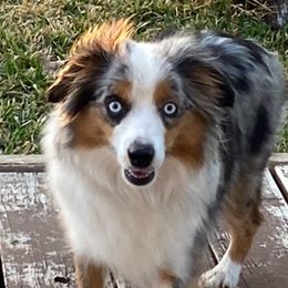 Miniature Australian Shepherds from Chasing Dreams Aussies