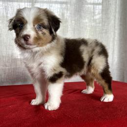 Miniature Australian Shepherd, Pembroke Welsh Corgi, and Toy Australian Shepherd Puppies from Triple J Aussies and Corgis