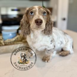 Juniper - Dachshund