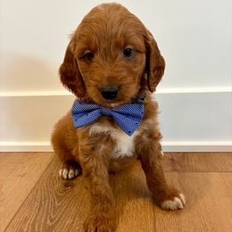 Otis - Red  male Goldendoodle puppy in Auburn, Indiana from Martin’s Doodles