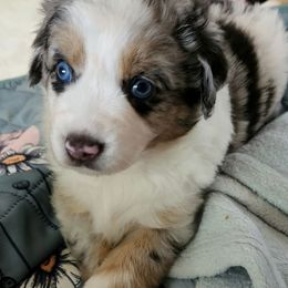 Sally - Blue merle female Miniature American Shepherd puppy in Philpot, Kentucky from Miller Hill Mini American Shepherds and Mini Aussies