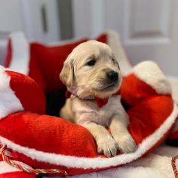 Brynn - Light golden female Golden Retriever puppy in Seville, Ohio from Retriever Ranch