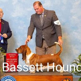 Giselle - Basset Hound