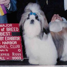 Shih Tzus from Bayview Shih Tzu