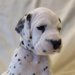 Tan Girl (Black) - White and black female Dalmatian puppy in Spring Branch, Texas from D'vine Dalmatians