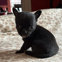 Panther - Black and white male Chihuahua puppy in Beckemeyer, Illinois from Guardian’s of the Chihuahuas