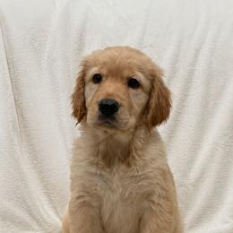 Almond - Light golden male Golden Retriever puppy in Rancho Cucamonga, California from PureGolden4ever