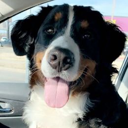 Bernedoodles and Bernese Mountain Dogs from Wild Mountainside Bernedoodles