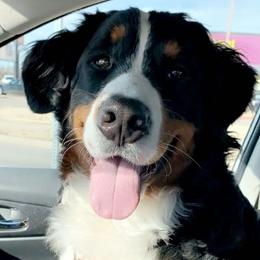 Bernedoodles and Bernese Mountain Dogs from Wild Mountainside Bernedoodles