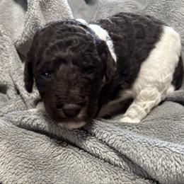 Okra - Chocolate male Labradoodle puppy in Somerset, California from Annie’s Animals