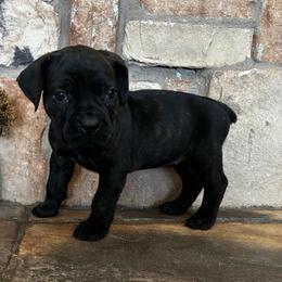 Purple collar - Black brindle female Cane Corso puppy in Tucson, Arizona from Cane Corso Friends