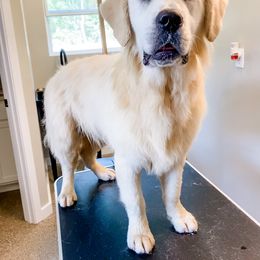Tex - Golden Retriever