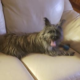 Freckles - Cairn Terrier