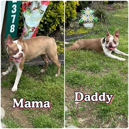 Boston Terrier All Grown Up from Hidden Valley Bostons