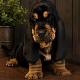 Daniel - Green collar - Black brown and white male Basset Hound puppy in Edmonton, Kentucky from RiverBottom Bassets