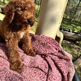 Purple - Red  male Poodle puppy in Summit, Mississippi from poodles and doodles llc