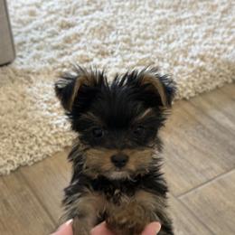 Red - Black and gold female Yorkshire Terrier puppy in Willcox, Arizona from Yorkshire Estate Yorkies