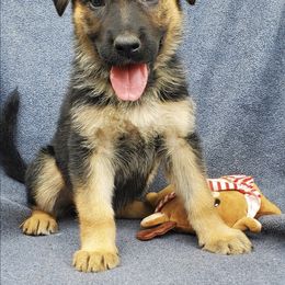 German Shepherd Puppies from Blue Line Shepherds