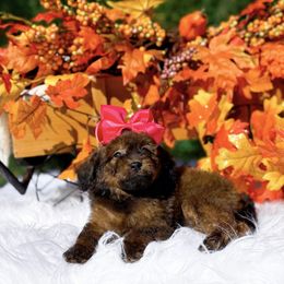 Girl 3 - female Cavapoo puppy in North Carolina from NC Doodle Puppies