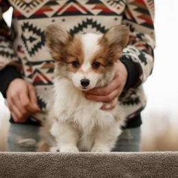 Girl 1 - Sable female Pembroke Welsh Corgi puppy in La Grange, Wyoming from Merrygold Corgis